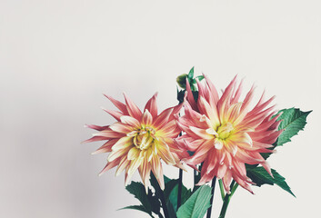 Red and yellow dahlia flowers.