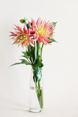 Red and yellow dahlia flowers in a glass bottle vase.