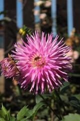 A bee is sitting on a pink dahlia in a summer garden.