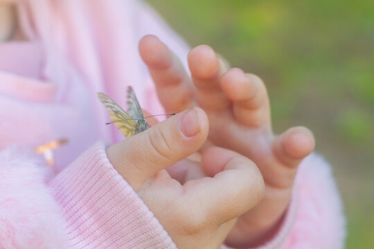 A child a girl in a pink jacket holds a white butterfly in her hand