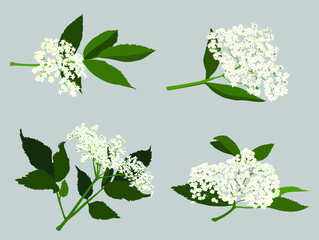 Elderflower - isolated vector illustration set