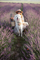 Woman sitting with dog on blooming lavender field with bucket of flowers and enjoying the beauty of nature. Spending time together with pet. Beautiful destination in summertime.