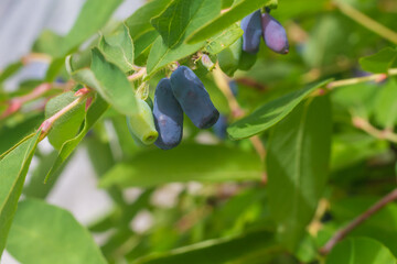 Natural honeysuckle berries ripen on the bush in the spring