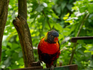 Rainbow Lorikeet (Trichoglossus moluccanus), a native parrot from eastern Australia that feeds on the Banksia flower