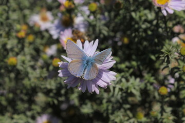 A butterfly-dove sits on a blue aster in the park.