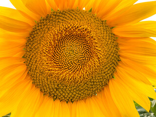 Beautiful yellow sunflower on a sunflower field close-up. Yellow sunflower with copyspace. Sunflower under a cloudy sky