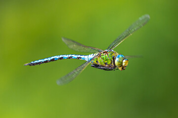 Southern or Blue Hawker (Aeshna cyanea) in Flight