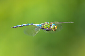 Southern or Blue Hawker (Aeshna cyanea) in Flight
