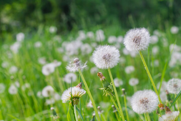 Obraz premium A field of fluffy white dandelions on a sunny summer day, the flowers scatter their seeds in the wind