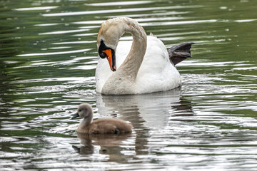 Mute Swan (Cygnus olor) with Chick