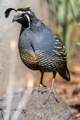 Male California Quail (Callipepla californica)