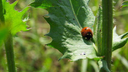 Ladybug on a plant leaf