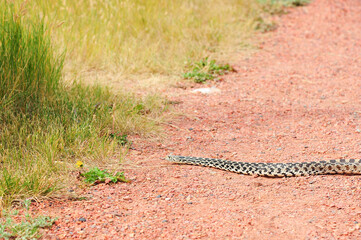 large bull snake slithers across red rock path in Lethbridge, Alberta 