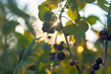 Black currant ripens on a bush in the sun and a beautiful bokeh in the evening