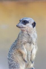 erdm&auml;nnchen, tier, s&auml;ugetier, tierpark, erdm&auml;nnchen, wild lebende tiere, natur, wild, alarm, manguste, aufrecht, fell, gering, w&uuml;ste