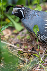 Male California Quail (Callipepla californica) guarding Hatchlings