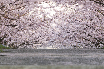 さくら広場の桜の花　千葉県習志野市　日本