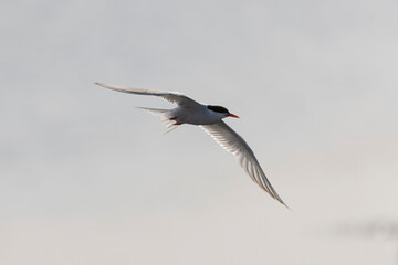Obraz premium Common Tern Sterna hirundo in a typical coastal habitat 
