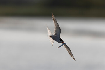 
Common Tern Sterna hirundo in a typical coastal habitat
