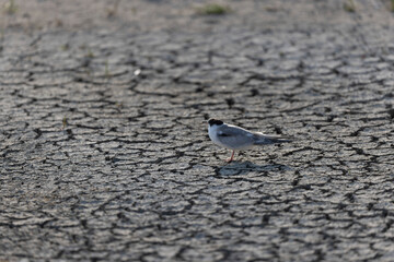 
Common Tern Sterna hirundo in a typical coastal habitat
