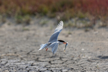 
Common Tern Sterna hirundo in a typical coastal habitat
