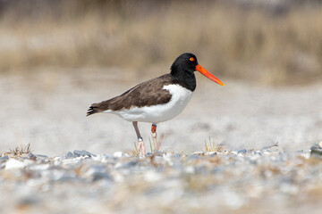 Banded American oystercatcher (Haematopus palliatus) on the beach at Barnegat Lighthouse State Park, New Jersey, USA