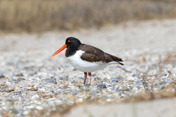 Banded American oystercatcher (Haematopus palliatus) on the beach at Barnegat Lighthouse State Park, New Jersey, USA