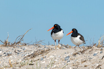 A pair of banded American oystercatchers (Haematopus palliatus) on the beach at Barnegat Lighthouse State Park, New Jersey, USA