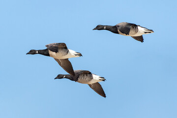 Three brant (Branta bernicla) fly over the ocean at Barnegat Lighthouse State Park, New Jersey, USA