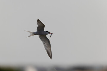 
Common Tern Sterna hirundo in a typical coastal habitat
