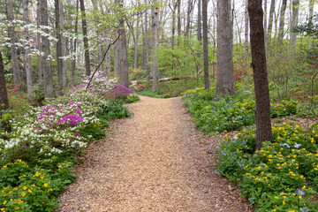 Brightly colored spring flowers blooming along a mulch walking path through the woods of Edith J. Carrier Arboretum, James Madison University, Virginia, USA