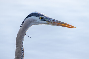 Closeup of the head of a great blue heron (Ardea herodias)