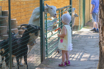 Children feed carrots to domestic goats at the zoo or on a farm behind a fence