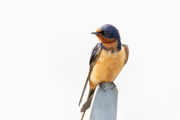A barn swallow (Hirundo rustica) perches on a railing at Huntley Meadows Park, Virginia, USA