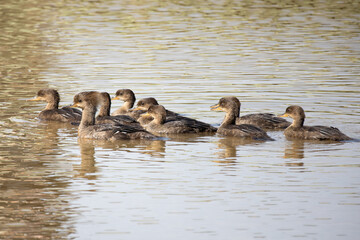 A mother hooded merganser (Lophodytes cucullatus) swims with her babies through the marsh at Huntley Meadows Park, Virginia, USA