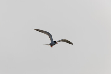 
Common Tern Sterna hirundo in a typical coastal habitat
