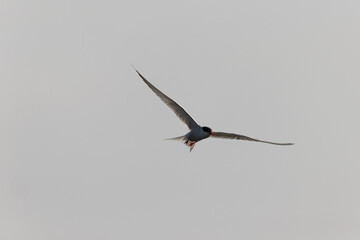 
Common Tern Sterna hirundo in a typical coastal habitat
