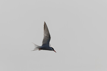 
Common Tern Sterna hirundo in a typical coastal habitat
