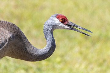 Closeup of a sandhill crane (Antigone canadensis) head and neck with bill open