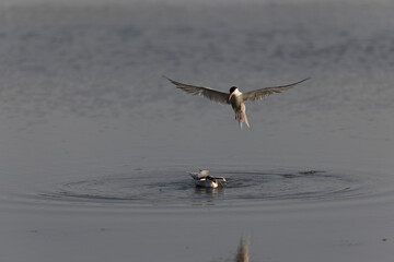 
Common Tern Sterna hirundo in a typical coastal habitat
