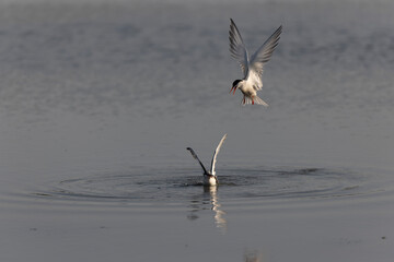 
Common Tern Sterna hirundo in a typical coastal habitat
