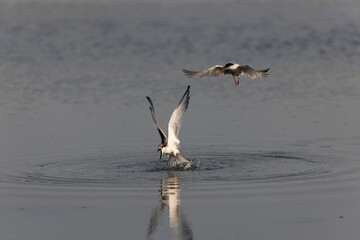 
Common Tern Sterna hirundo in a typical coastal habitat
