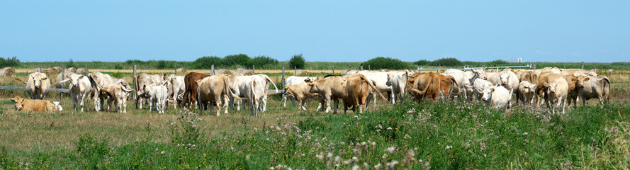 Fototapeta na wymiar Panoramic photo of a herd of cows.