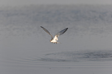 Obraz premium Common Tern Sterna hirundo in a typical coastal habitat 