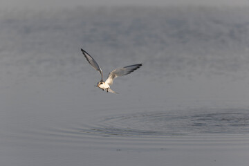 
Common Tern Sterna hirundo in a typical coastal habitat
