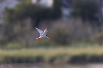 Common Tern Sterna hirundo in a typical coastal habitat