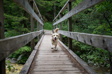 Happy cute dog running on a wooden bridge across a river