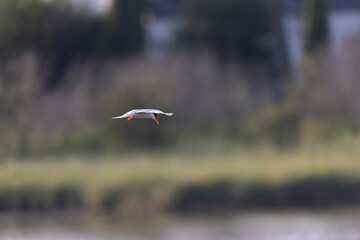 Common Tern Sterna hirundo in a typical coastal habitat