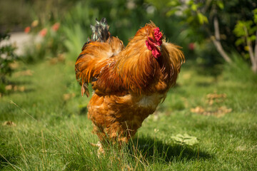 Big beautiful red cock outdoors on a sunny day