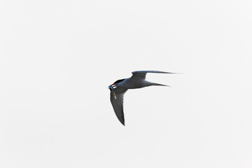 Common Tern Sterna hirundo in a typical coastal habitat